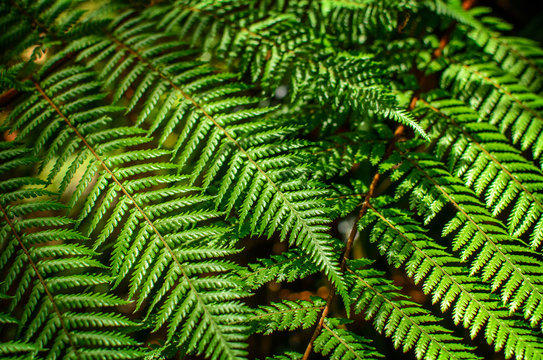 Detail of a beautiful leaf of Fern close-up
