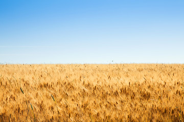 fields of gold
