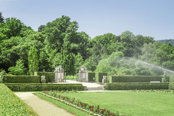 Fototapeta premium Watering the rose garden.