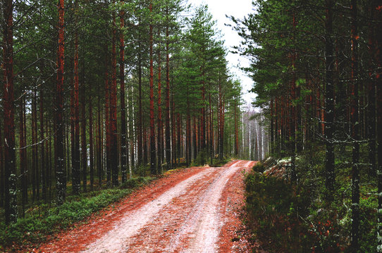 A hilly road in piny forest
