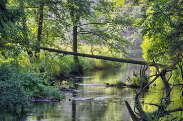Fototapete Rund small river in forest © aga7ta