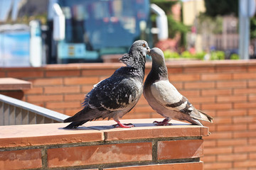 Pair of pigeons