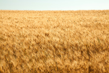 fields of gold