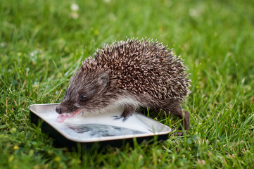 Hedgehog