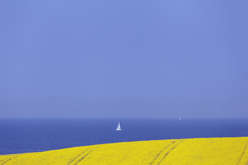 Rapsfeld an der Ostsee,Schleswig-Holstein,Deutschland
