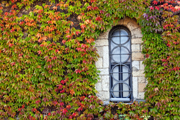 Fototapeta na wymiar window with orange and green leaves