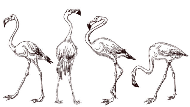 Sketched flamingos vector