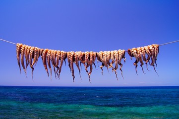Octopuses on the rope