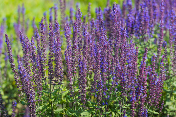 Blue and violet blooming Woodland Sage