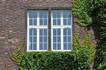 Fototapeta na wymiar Brick wall with window wall covered by ivy