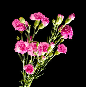 Clove pink flower bouquet close up top view
