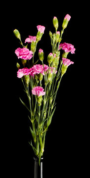Carnation flower bouquet on the dark background