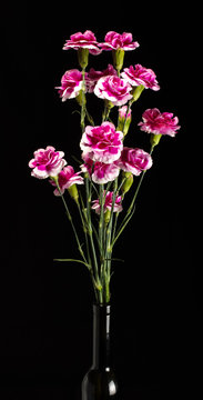 Clove pink flower bouquet on the dark background