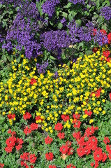Obraz premium Flower garden in summer time