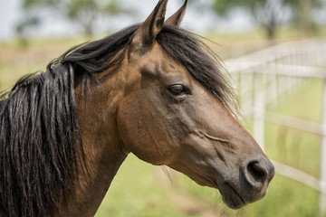 Horse in a Pasture