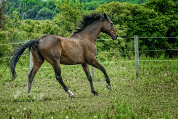 Obraz na płótnie Canvas Majestic Stallion Horse running in a Pasture