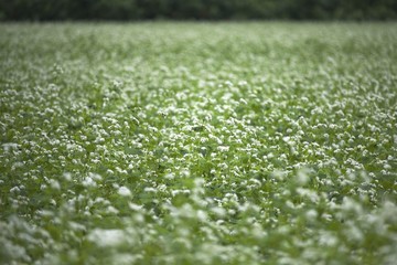 江丹別の花咲くそば畑７月
