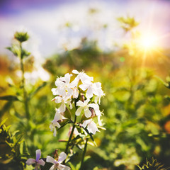 Beauty wild flower on the meadow under bright summer sun in the