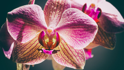 beauty pink orchid, abstract floral backgrounds