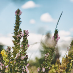 wild flowers on the meadow. Environmental backgrounds