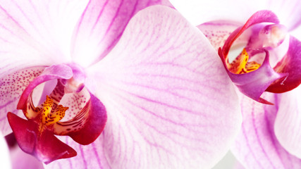 beauty pink orchid, abstract floral backgrounds