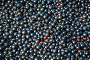 raw black currant background