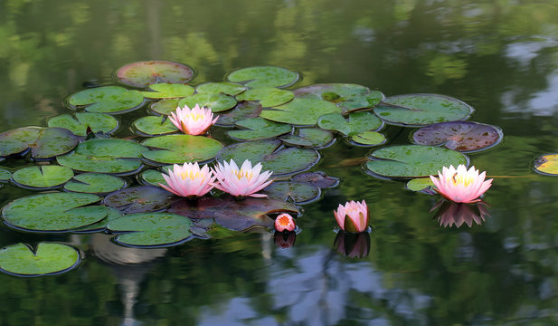 Fototapeta lotus flower