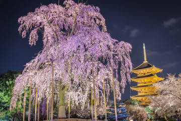 Naklejka premium To-ji Pagoda, Kyoto, Japan in the Spring