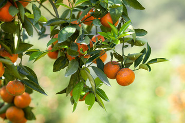 fresh orange on plant, orange tree