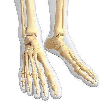 Human foot artwork