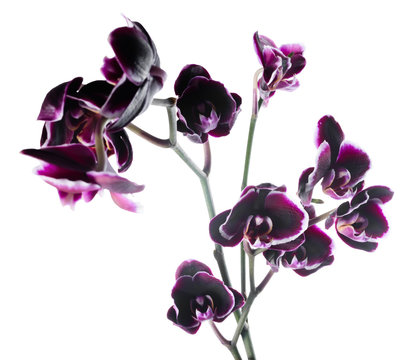Fototapeta branch beautiful dark cherry with white rim orchid, phalaenopsis