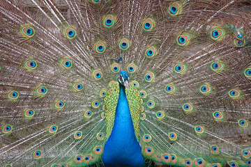 Indian peafowl with opened tail