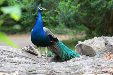 Obraz premium Indian peafowl on a branch