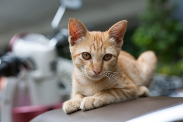 Cat, kitten on a motorcycle