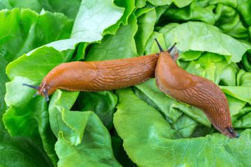 Schnecke mit Salatblatt