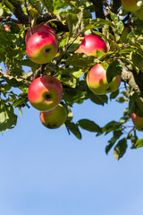 Äpfel im Herbst auf einem Apfelbaum