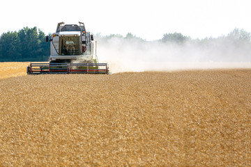 Fototapeta premium Getreidefeld mit Weizen bei der Ernte