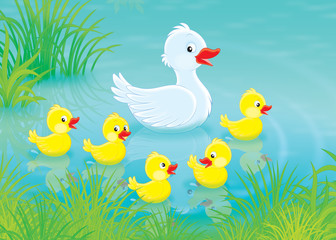 Obraz na płótnie Canvas Duck and ducklings