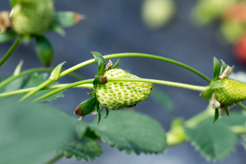 Obraz premium Strawberry