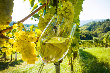 Weinglas mit Wein im Weingarten