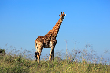 Giraffe bull against a blue sky