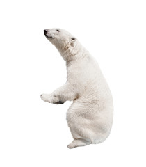 Naklejka premium White polar bear