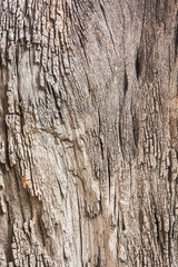 Tree bark texture