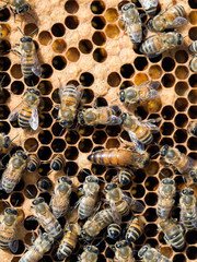 Hive of activity - workers and Queen bee inside the hive.