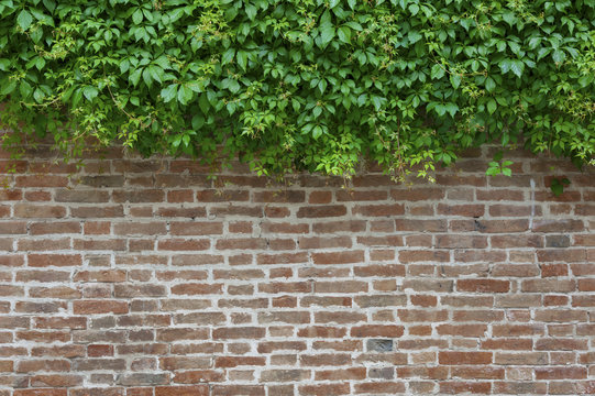 Green Ivy and brown brick wall