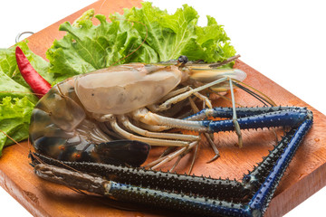 Freshwater prawn
