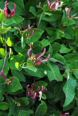 Windendes  Geißblatt