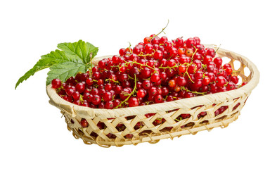 Red currant
