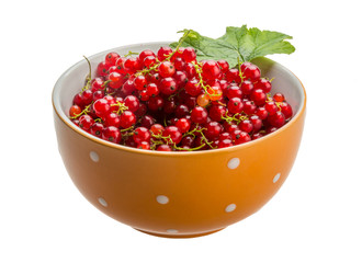 Red currant