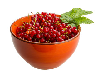 Red currant